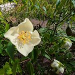 Philadelphus mexicanus (2)-topaz