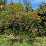 Sesbania punicea