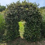 Trachelospermum jasminoides