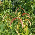Acer laevigatum (2)