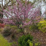 Cercis canadensis Hearts of Gold