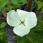 Cornus Vulcan (2)