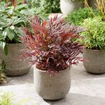 Mahonia Meteor - Winter (14)
