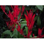 photinia%20blood