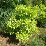 Cotinus coggygria Golden Spirit