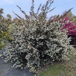 Loropetalum chinense rubrum Ruby Snow