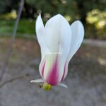 Magnolia denudata Sunrise (1)