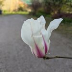 Magnolia denudata Sunrise (2)