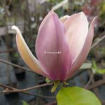 Magnolia Eva Maria