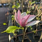 Magnolia Eva Maria (2)