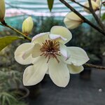 Magnolia Fairy Lime (2)