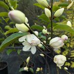 Magnolia Fairy Lime (3)