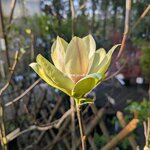 Magnolia Sunsation (2)