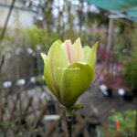 Magnolia Sunsation