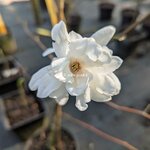 Magnolia Wild Cat