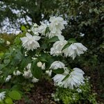 Philadelphus Pearls of Perfume (1)