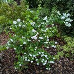 Philadelphus Pearls of Perfume (2)