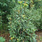 Photinia serratifolia Crunchy