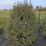 Pittosporum tenuifolium Penmarch