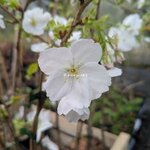 Prunus Tai Haku (2)
