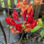 Rhododendron Feuerwerk (3)