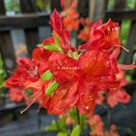 Rhododendron Feuerwerk (2)