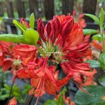 Rhododendron Feuerwerk (1)