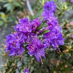 Rhododendron impeditum Azurica