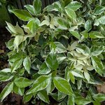 Trachelospermum jasminoides Variegatum (1)