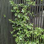 Trachelospermum jasminoides Variegatum (2)