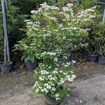 Viburnum plicatum Pinkimono
