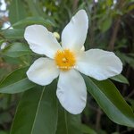 Gordlinia grandiflora (1)