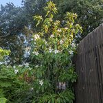 Gordlinia grandiflora (2)
