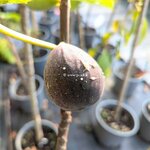 Ficus carica violette de Solliès