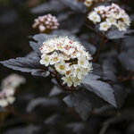Physocarpus opulifolius Diabolo (1)