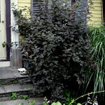 Physocarpus opulifolius Diabolo (2)