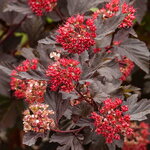 Physocarpus opulifolius Diabolo (3)
