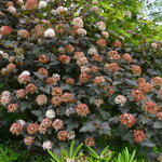 Physocarpus opulifolius Diabolo (4)