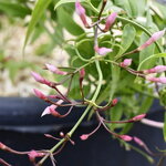 Jasminum Starry Night (1)