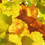 Platanus x hispanica (2)