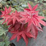 Acer palmatum O Kagami