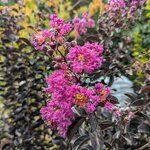 Lagerstroemia indica Purely Purple