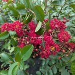 Lagerstroemia indica Ruffled Red Magic (2)