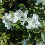 Rhododendron AP Encore Lily (1)