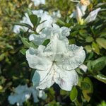 Rhododendron AP Encore Lily (2)