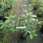 Osmanthus fragrans Minsiji