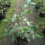 Osmanthus fragrans Minrix