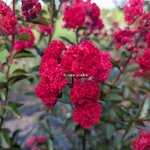 Lagerstroemia indica Ruffled Red Magic (1)