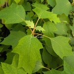Hydrangea quercifolia Tara (1)