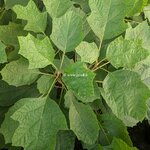 Hydrangea quercifolia Little Yeti